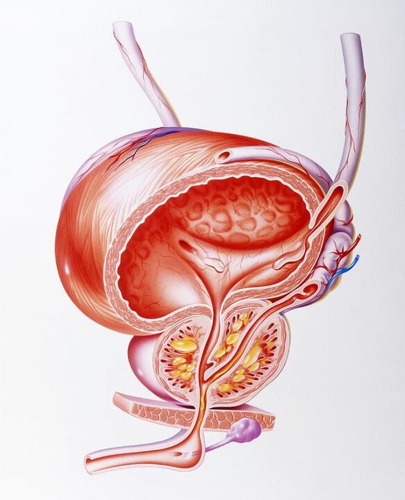L'effetto delle capsule di Prostaline sulla prostata