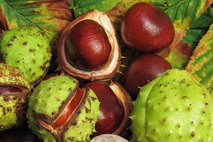 I frutti di castagne per cavalli sono usati nel trattamento della prostatite